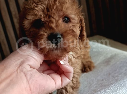 Red Toy Poodle Yavrular