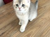 Safkan British Shorthair Yavrumuz Yeni Yuvasını Arıyor