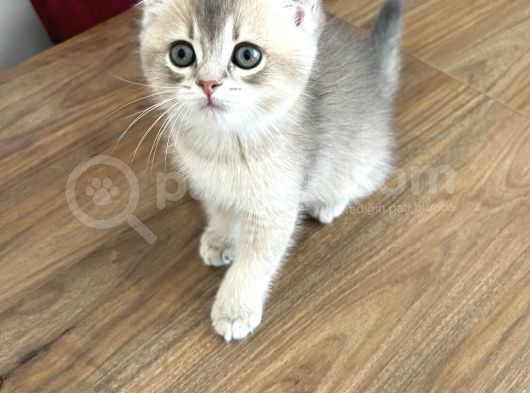 Safkan British Shorthair Yavrumuz Yeni Yuvasını Arıyor