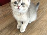 Safkan British Shorthair Yavrumuz Yeni Yuvasını Arıyor