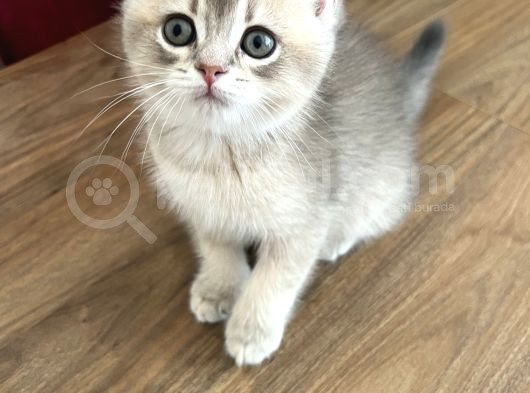 Safkan British Shorthair Yavrumuz Yeni Yuvasını Arıyor görsel