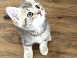 Safkan British Shorthair Yavrumuz Yeni Yuvasını Arıyor