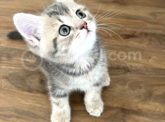 Safkan British Shorthair Yavrumuz Yeni Yuvasını Arıyor