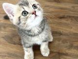 Safkan British Shorthair Yavrumuz Yeni Yuvasını Arıyor