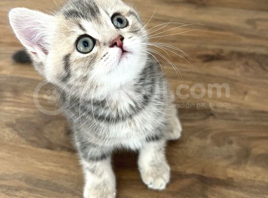 Safkan British Shorthair Yavrumuz Yeni Yuvasını Arıyor görsel