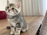 Safkan British Shorthair Yavrumuz Yeni Yuvasını Arıyor