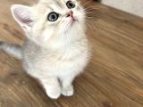 Safkan British Shorthair Erkek Yavrumuz Yeni Yuvasını Arıyor