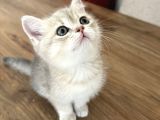 Safkan British Shorthair Erkek Yavrumuz Yeni Yuvasını Arıyor