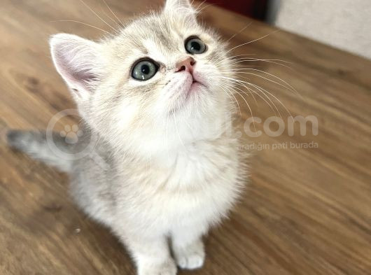 Safkan British Shorthair Erkek Yavrumuz Yeni Yuvasını Arıyor görsel