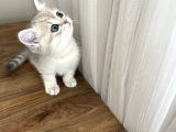 Safkan British Shorthair Erkek Yavrumuz Yeni Yuvasını Arıyor