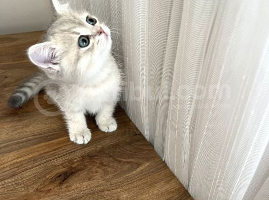 Safkan British Shorthair Erkek Yavrumuz Yeni Yuvasını Arıyor görsel