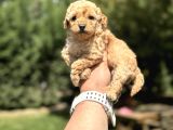 A Kali̇te Toy Poodle Yavrumuz