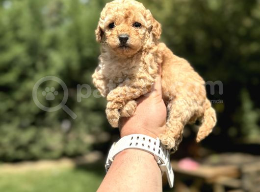 A Kali̇te Toy Poodle Yavrumuz görsel