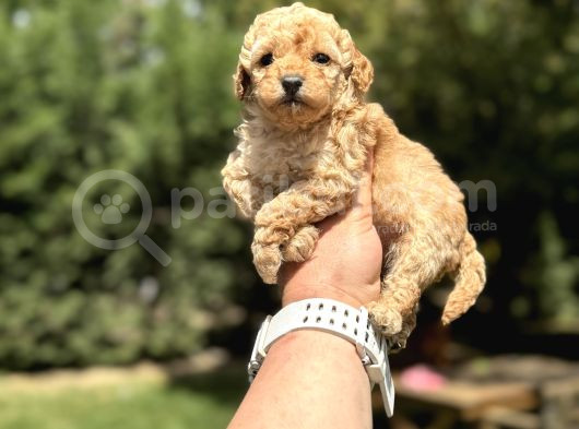 A Kali̇te Toy Poodle Yavrumuz görsel