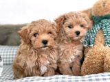 Micro maltipoo yavrular 
