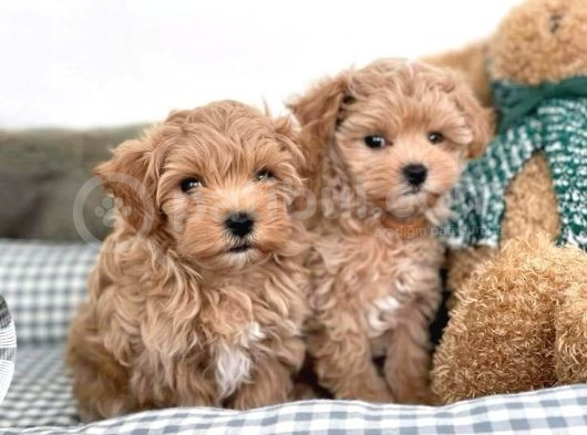 Micro Maltipoo Yavrular 