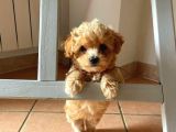 Micro Maltipoo Yavrular 