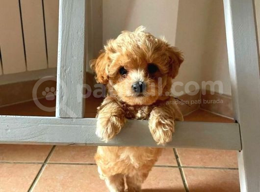 Micro Maltipoo Yavrular  görsel