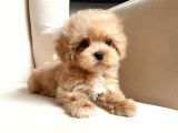 Micro Maltipoo Yavrular 