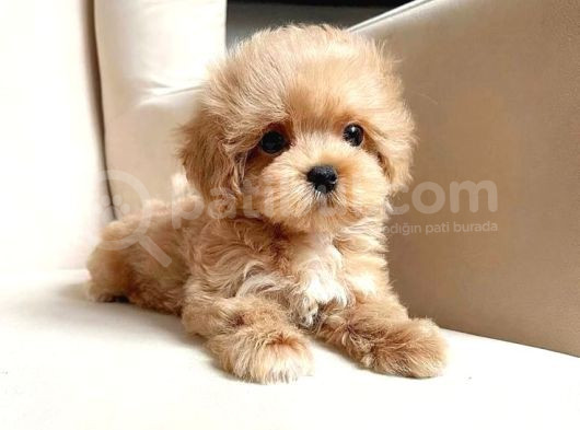 Micro Maltipoo Yavrular  görsel