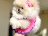 Teacup Di̇şi̇