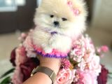 Teacup Di̇şi̇
