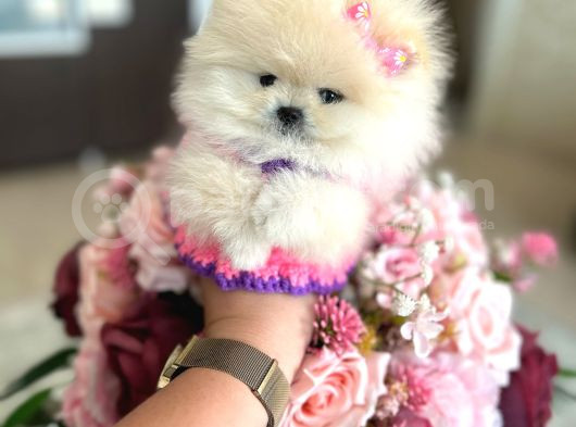 Teacup Di̇şi̇ görsel