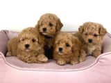Eşsiz Maltipoo Yavrular