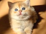 Lisanslı Üretim Evinden British Shorthair Golden