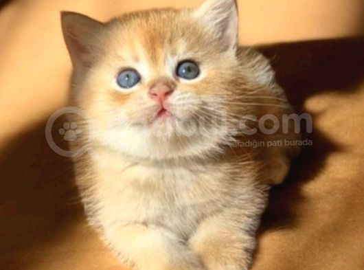 Lisanslı Üretim Evinden British Shorthair Golden