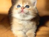 Lisanslı Üretim Evinden British Shorthair Golden