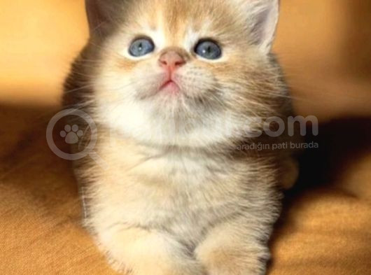 Lisanslı Üretim Evinden British Shorthair Golden görsel