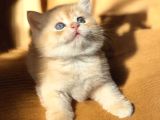 Lisanslı Üretim Evinden British Shorthair Golden
