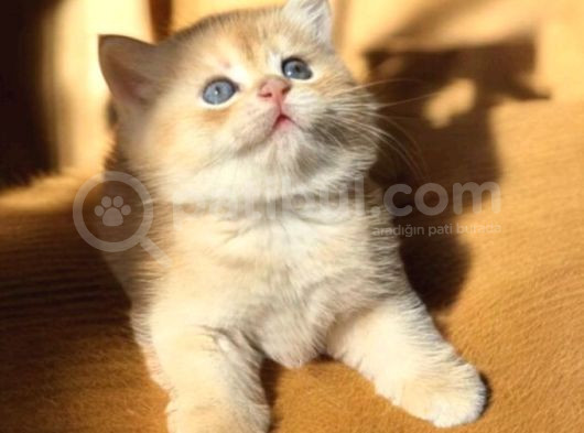 Lisanslı Üretim Evinden British Shorthair Golden görsel