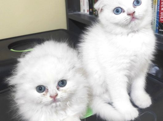 2 Aylik Ci̇ns Kedi̇ler Ankara Mamak