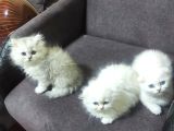 2 Aylik Ci̇ns Kedi̇ler Ankara Mamak
