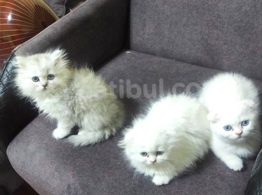 2 Aylik Ci̇ns Kedi̇ler Ankara Mamak görsel