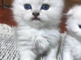 2 Aylik Ci̇ns Kedi̇ler Ankara Mamak