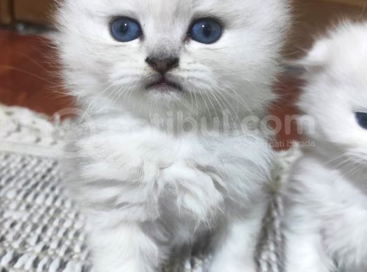 2 Aylik Ci̇ns Kedi̇ler Ankara Mamak görsel