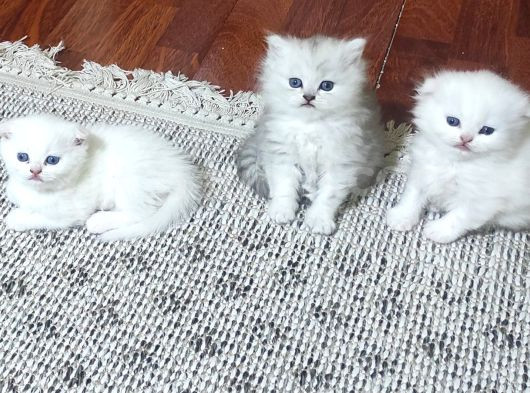 2 Aylik Ci̇ns Kedi̇ler Ankara Mamak görsel