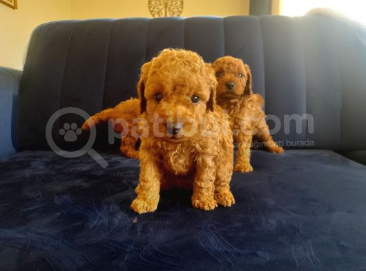 Orjınal Toy Podle Yavrularımız görsel