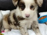 A Kalite Border Collie Yavrularımız
