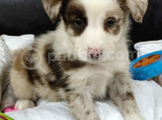 A Kalite Border Collie Yavrularımız
