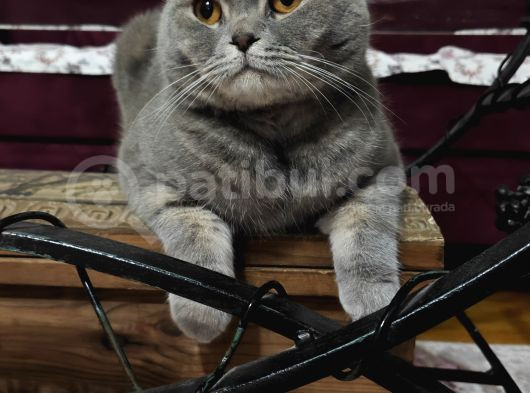 2 Yaşında Kısır Erkek Scotish Fold