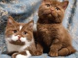 Safkan Ci̇nnamon Tarcin Kahverengi Bri̇ti̇sh Shorthai̇r Yavrular