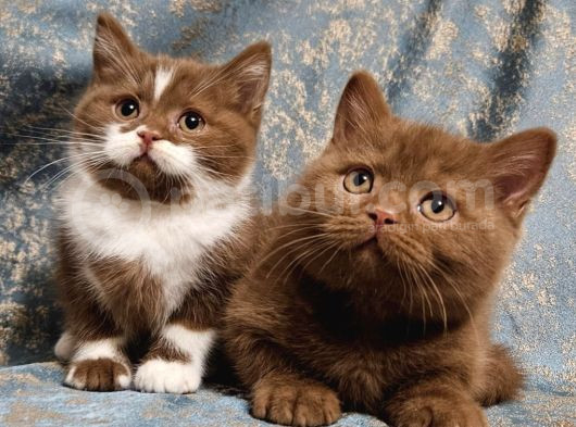 Safkan Ci̇nnamon Tarcin Kahverengi Bri̇ti̇sh Shorthai̇r Yavrular görsel