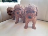 Mükemmel Toy Poodle Yavrularimiz