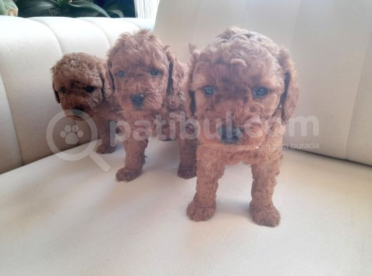 Mükemmel Toy Poodle Yavrularimiz görsel