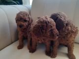 Mükemmel Toy Poodle Yavrularimiz