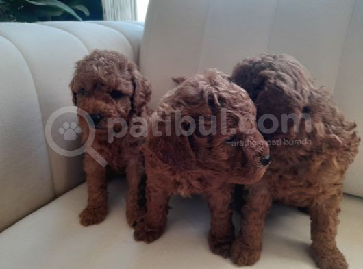 Mükemmel Toy Poodle Yavrularimiz görsel